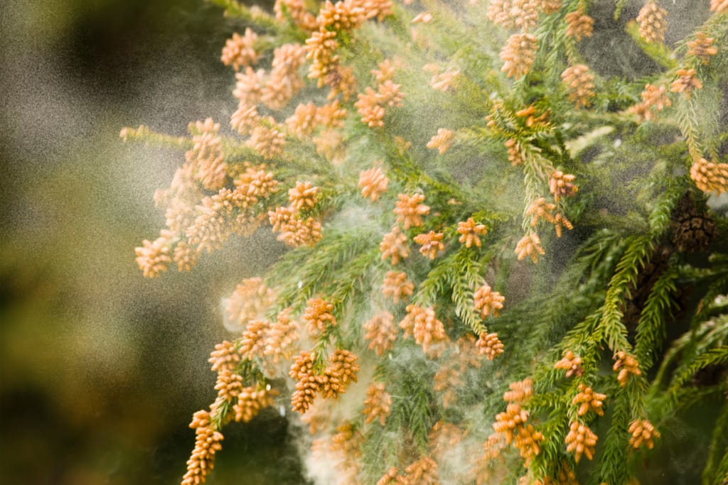 Mountain cedar pollen triggers allergic reactions in the fall and winter months in Corpus Christi.