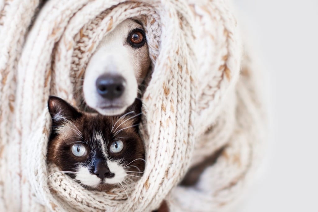 Inform guests about your pets and ask how to make them comfortable.