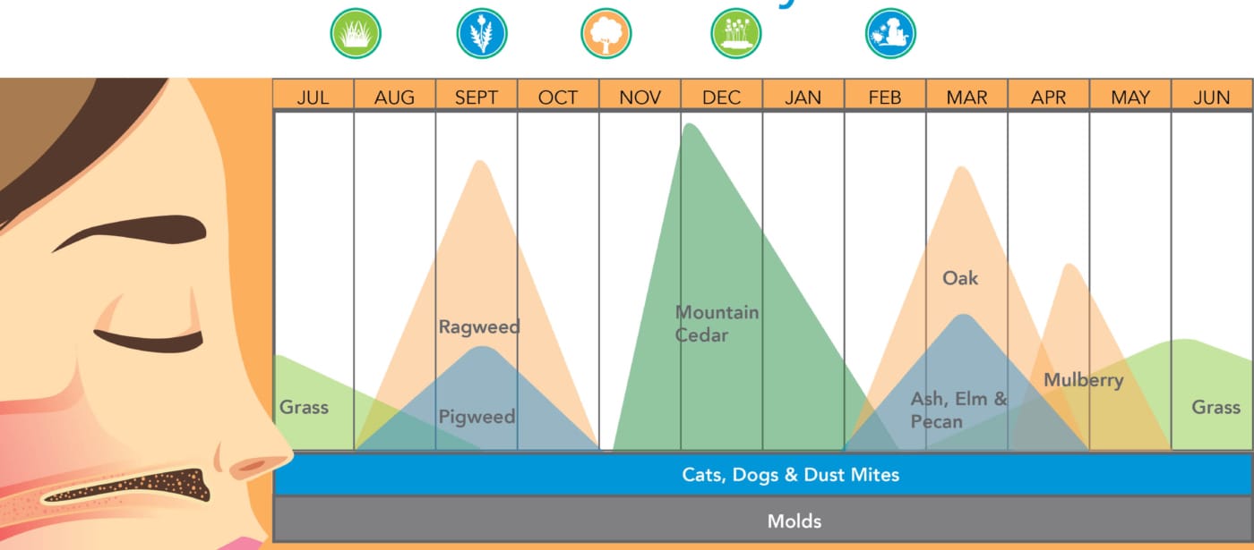Corpus Christi Allergy's monthly allergen infographic calendar featuring South Texas pollen patterns