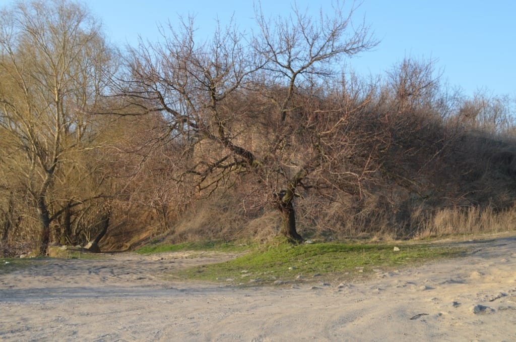 Leafless trees during winter allergy season outdoors